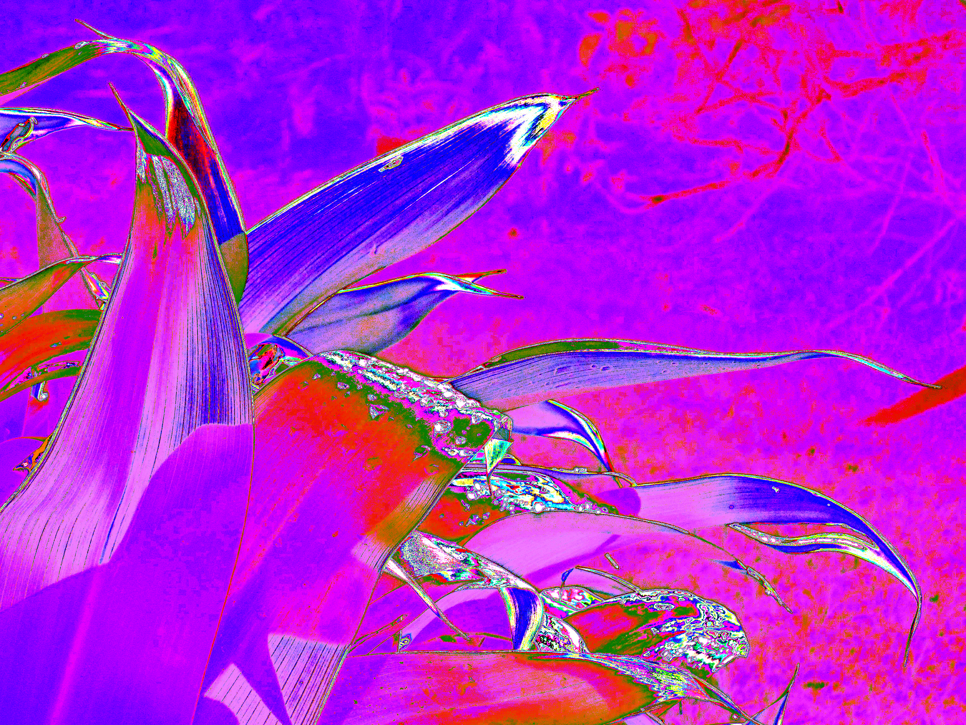 Digital Garden