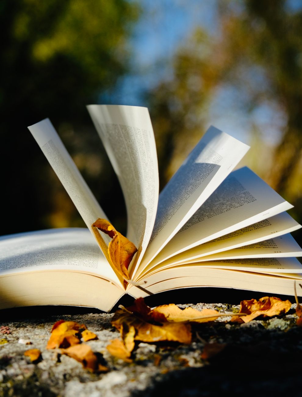 open book with autumn leaves outdoors